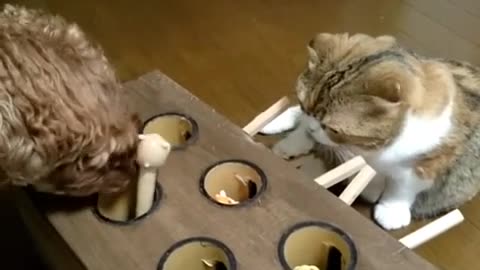 Cat🐈Plays Homemade Whack-A-Mole Game