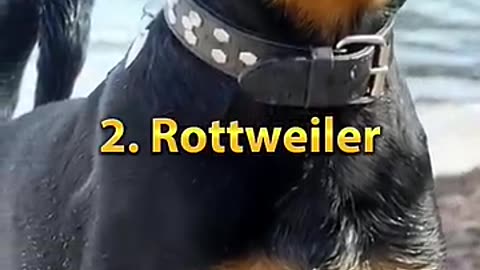 Top 10 most Dangerous Dog in the world