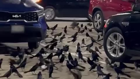 Look At All These Crows Represent Magic Dark Magic like DEATH