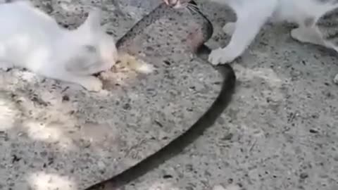 Cat hunting a snake