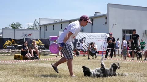 A Man does tricks with Dog jumping on a Dog's Festival Summer Day