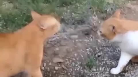 Cats #dog#funny video