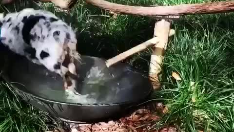 Small spotted puppy runs to outside water bowl and plays in it