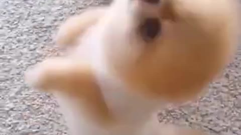 Cutest Dog Training on two leg