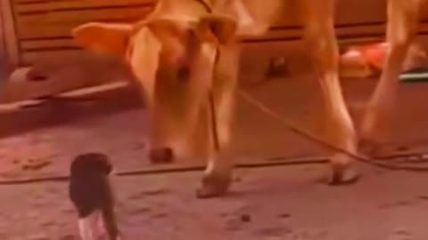 🐈 vs 🐄 cat vs cow funny clip , funny video 😂,cat vs cow fight,