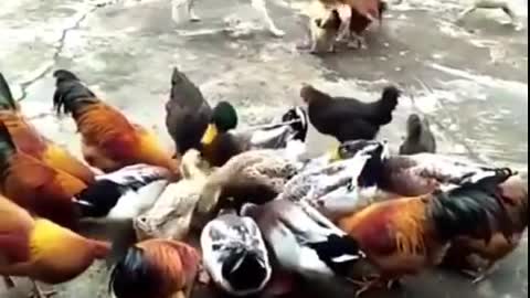 funny rooster and dog fighting