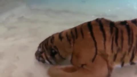 Tigers are proficient swimmers and have been observed crossing rivers as wide