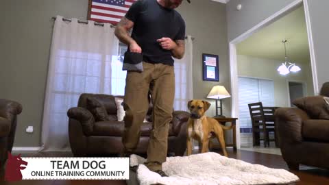 Dallas Video Production // Dog Training Video