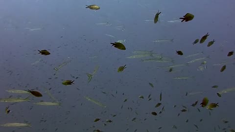 Underwater School Fishes