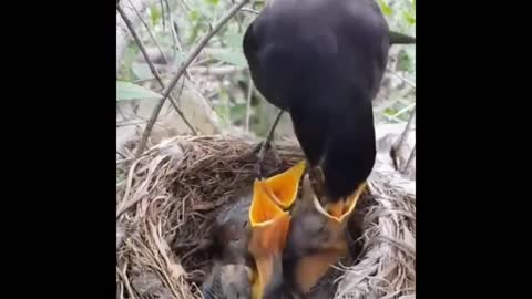 Baby Bird feeding