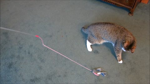 Blind kitten plays with favorite toy