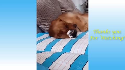 Cute Cats and Funny Dogs Videos Compilation 2021 so nice