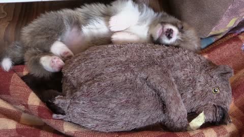 A very cute dog sleeping with a bear