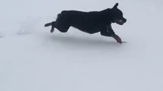 Texas Rottweiler experiences snow for first time and goes wild. Gallops like horse.