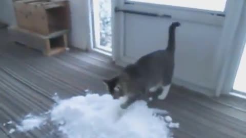 Cat Loves to Play With Snow Brought Indoors By Owner - 1083703