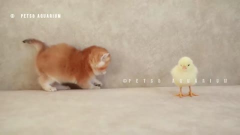 Kittens walk with a tiny chicken