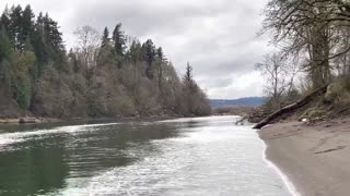 Smelt, Bald Eagles, Golden Eagles, Sea Gulls, And Sea Lions In Southwest Washington