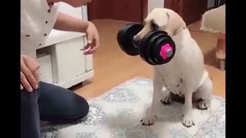 The Most Hilarious Videos With Dogs Dancing on Music Watch this dog dance to the tune of