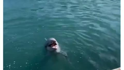 Dolphin frens