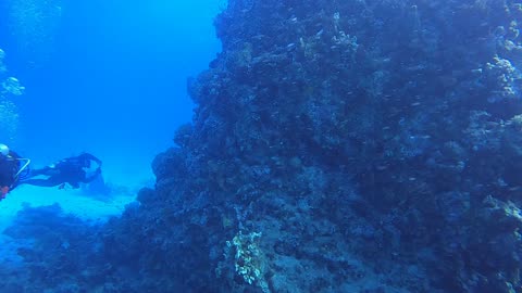 Red Sea SCUBA Diving Exploring Coral Heads