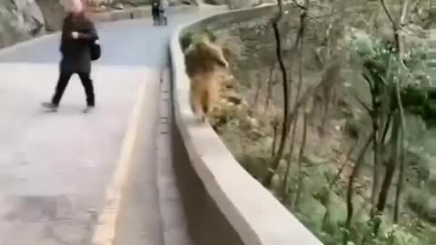 Monkey funny videos