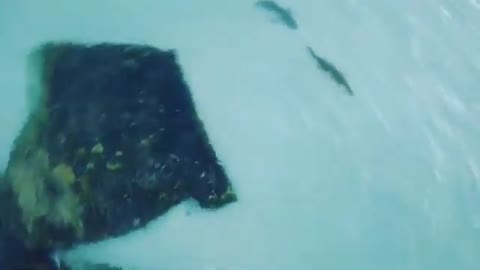 shark chases crocodile on an Australian beach