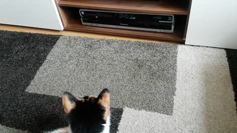 Confused Cat playing for the first time with CD