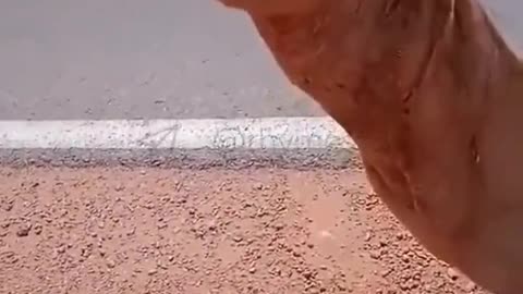 Man gives thirsty camel a drink