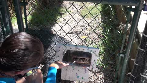 American Alligator Training at Theater of the Sea with Alley the Alligator