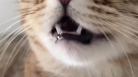 kitten meowing to attract cats