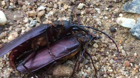 Titanus Beetle Mating | THE LARGEST INSECTS IN THE WORLD