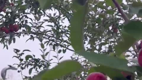 The fruit on the trees are red