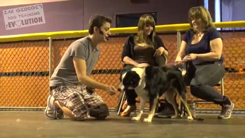 Dog training 101:TEACHING ALL DOGS THE BASICS