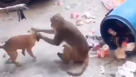 Cute little dog 🐕🐕🐶 monkey moment