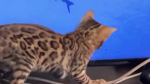 RARI cat play