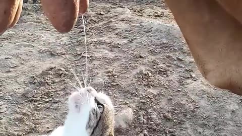 Cat Thirsts For Fresh Cow Milk ||