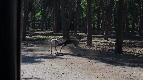 Blackbucks fighting few yards away from zoo visitors car