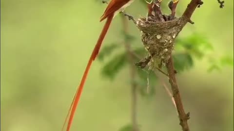 Paradise flycatcher feeding chicks 🐣