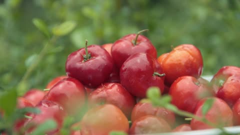 Unveiling Acerola (The Barbados Cherry) Health Benefits