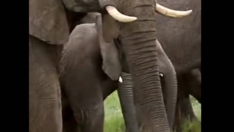 Elephant Herd Charges Towards Lions!