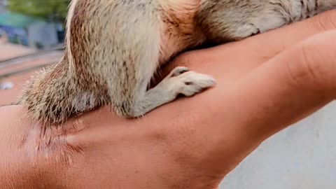 Animal Love Squirrel 🥰😇