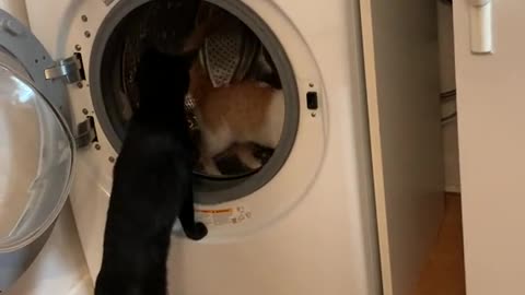 Cat getting an exercise inside the washing machine!!