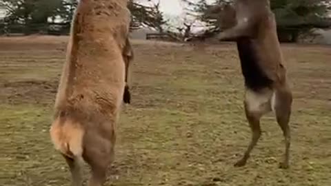 Enjoy Stag boxing,any body scene a footage like this before,it is very rare