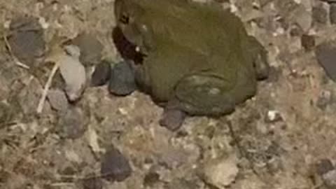 Sonoran Desert Toad