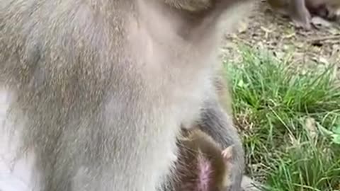 Cute Monkey China & Funny Love monkey| Animals Love