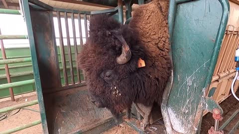 Behind the Scenes of a West Texas Bison Ranch and Texas Size Bulls!