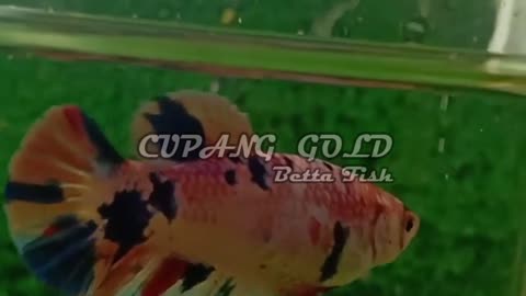 CUPANG BETINA --- LEOPARD & NEMO GALAXY --- BETTA FISH --- BEST QUALITY