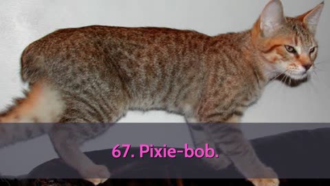 Cat Breeds A-Z With Pictures! (all 98 breeds in the world)