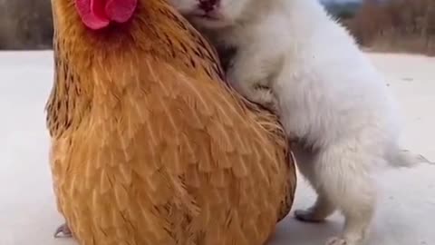 small dog and hen love funny animal video 2021