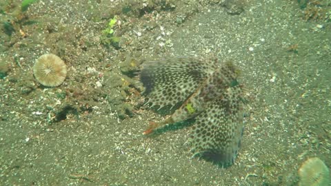 Beautiful Flying Gurnard